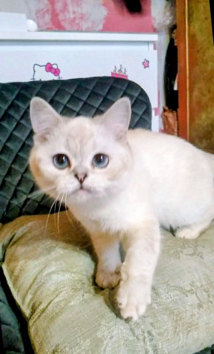 Котёнок,котик,кот.Шиншилла,белый