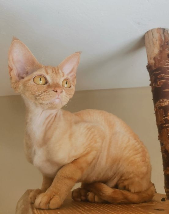 Dorosła kotka Devon Rex