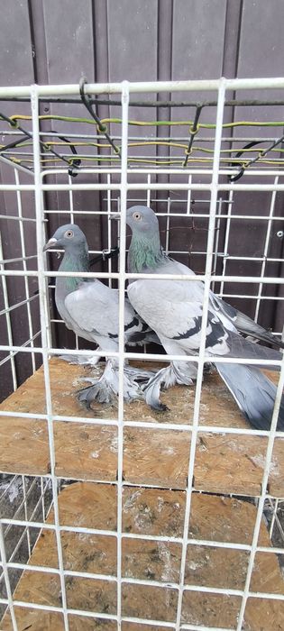 Sprzedam gołębie bociany