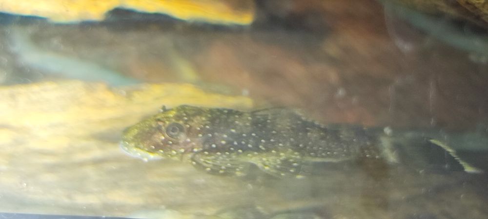 L100 Ancistrus xingu