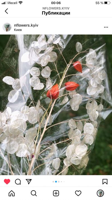 Семена растения лунник лунария монетное дерево 9г