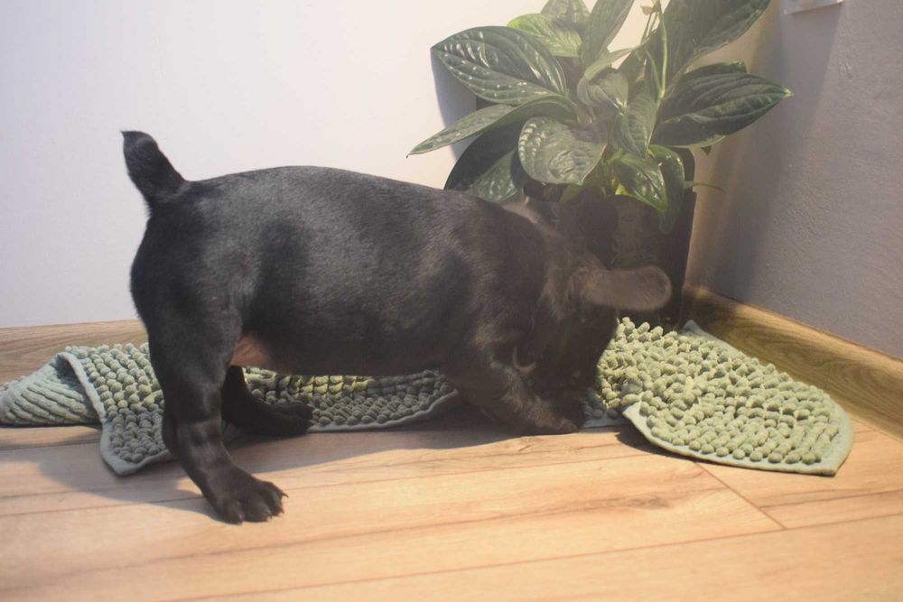 Buldog francuski szczenię - suczka