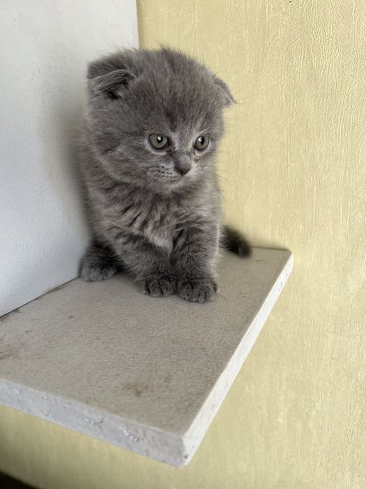 Продам котів Британці та вісловухі