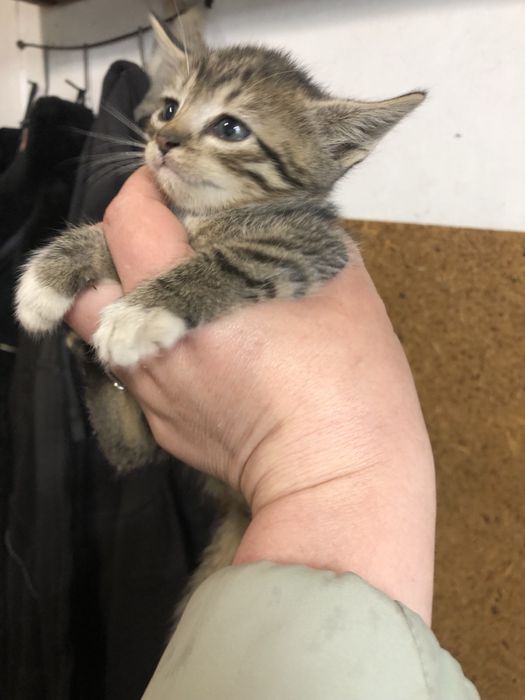 Віддам чудових кошенят