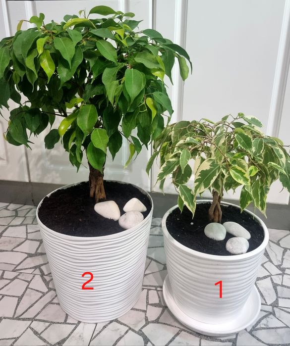 Дизайнерський фікус бонсай