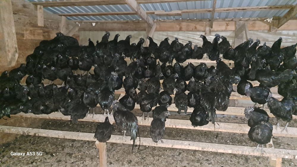 Чёрный кури а Ям симани