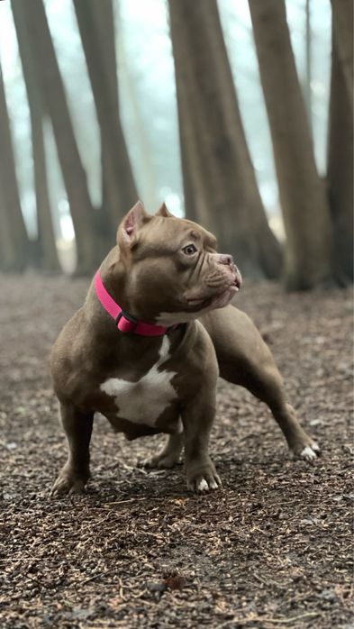 Мікро буллі екзотік