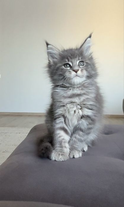 Кошенята породи Мейн-кун