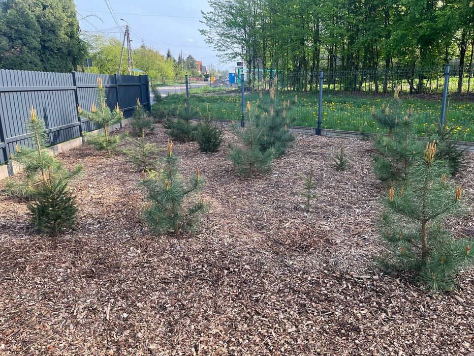 Zrębka trociny do ściółkowania na rabaty ścieżki, świeża, b. ładna