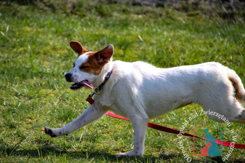 Młoda mała sunia Klarcia szuka domu!