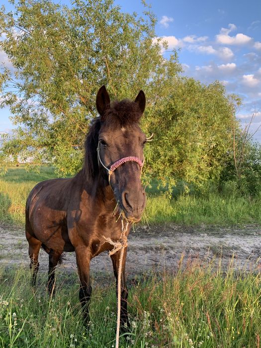 Продам кобилу 14 років