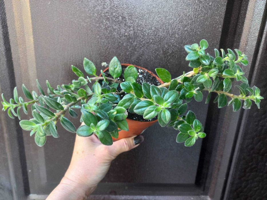 Колумнея Hirta Кімнатні рослини