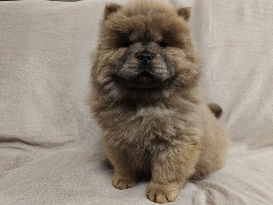 Cynamonowa suczka chow chow