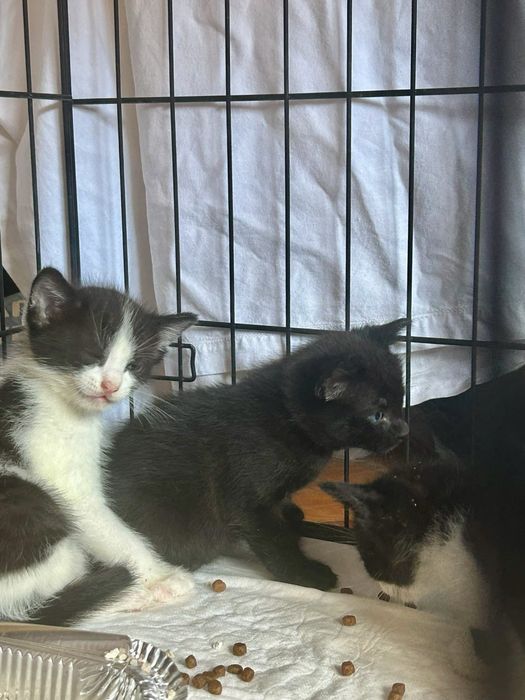 Mamã jovem e bebés para adoção responsável