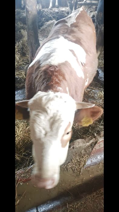 Wysokocielna  jałówka  simental