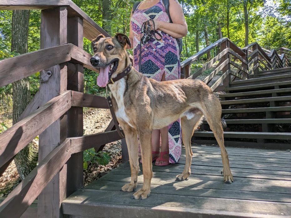 Przepiękny Pesto w typie charta szuka domu! Adopcja