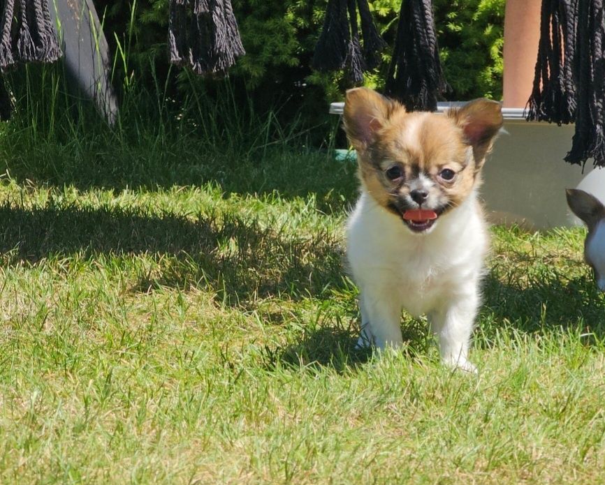 Chihuahua długowłosa dziewczynka LATTE do odbioru!!