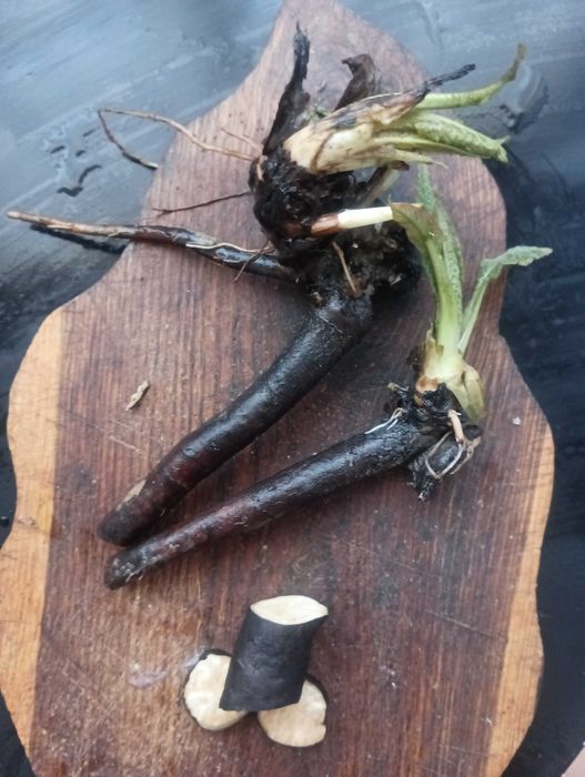 Korzeń żywokostu świeży