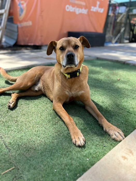 Para adoção, Miguel