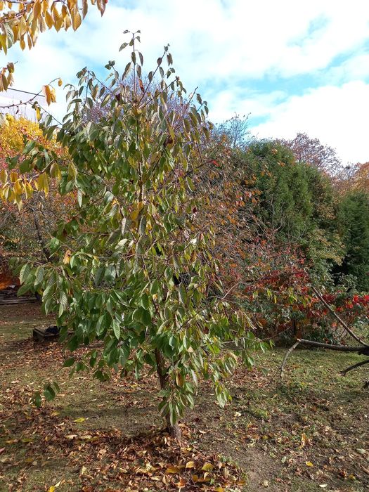 Działka ogrodowa ROD Magnolia Gorzów Wielkopolski