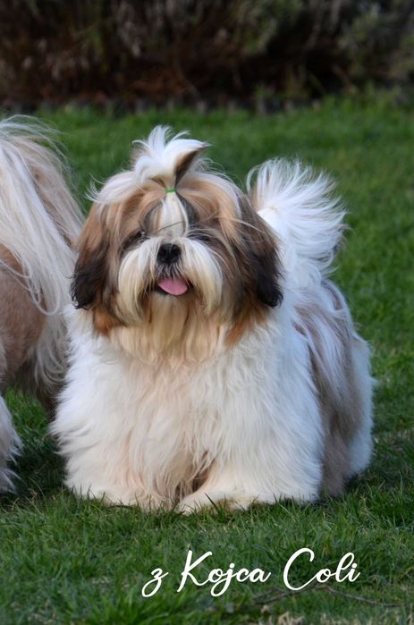 Śliczny piesek shih tzu z rodowodem ZKwP FCI
