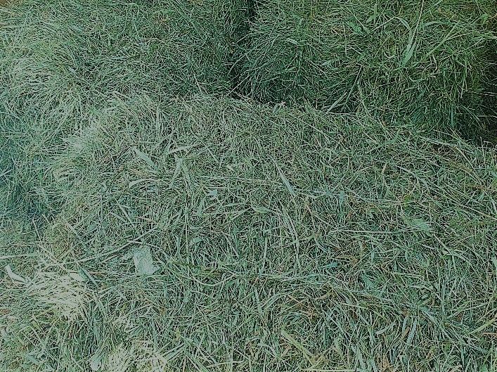 Sprzedam sianko  łąkowe z  koniczyną  z Doliny Liwca  paka ok. 8-10 kg