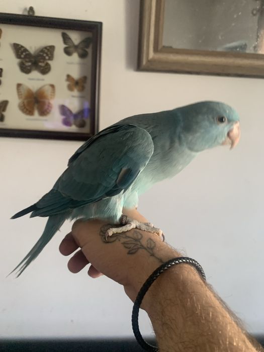 Ring neck independente e bebés