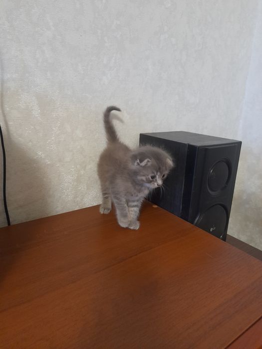 Кошенята безкоштовно