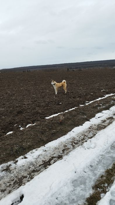 Продам собаку лайку
