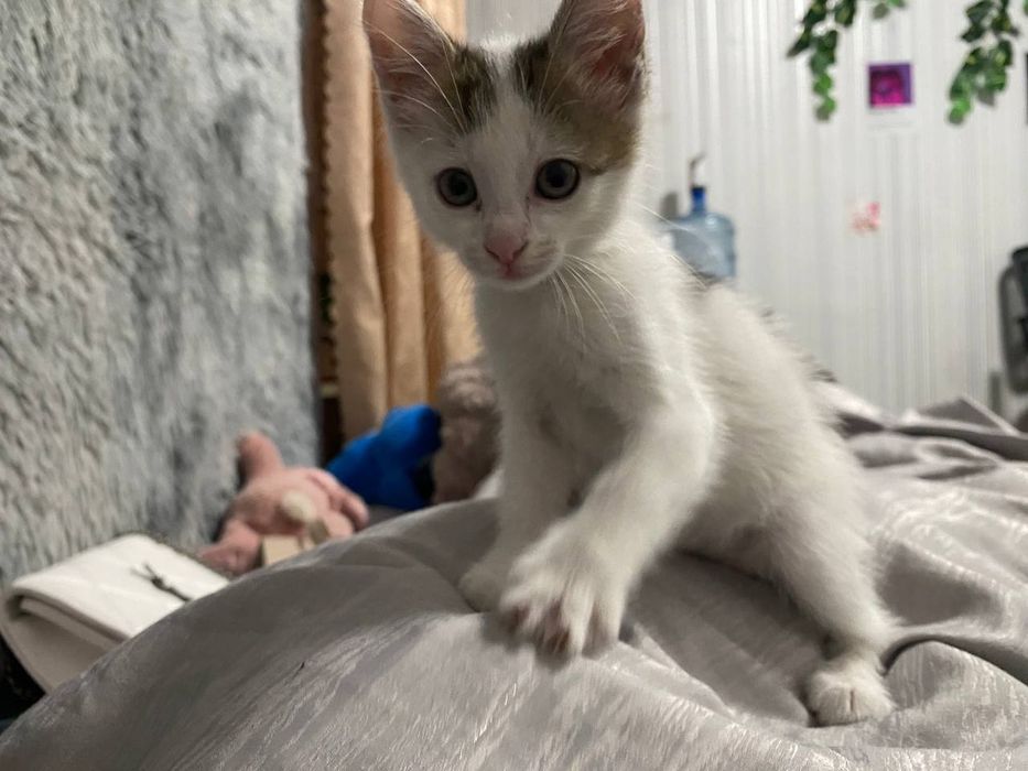 Отдам 3 кошенят!