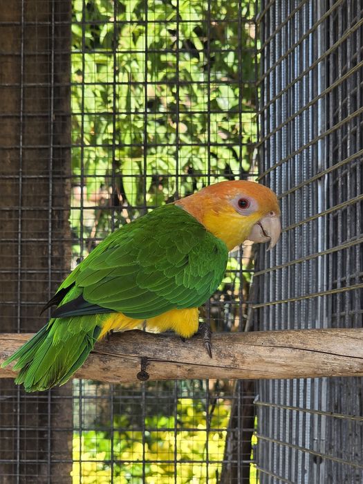 Marianinhas cabeça Canela - Pionite Leucogaster - Macho  Criar a Mão - Anilhas e com Documentos