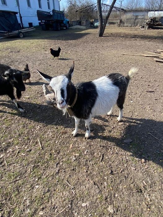 Дійна коза продаю