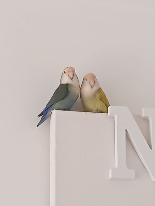 2 Agapórnis domésticados