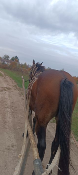 Продам робочого коня