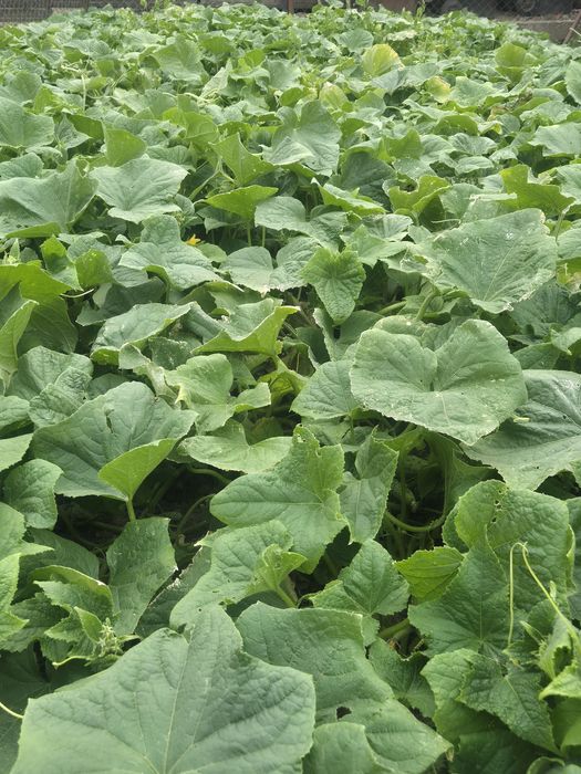Ogórki z własnej działki
