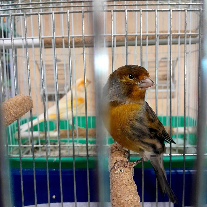 Kanarek (Serinus canaria)