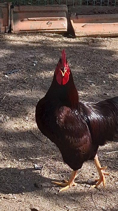 Ovos galados (férteis) Rhode Island Red, o preço é de cada ovo