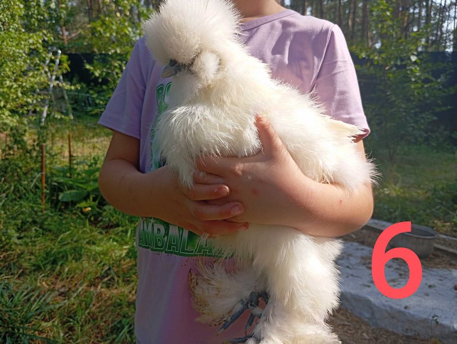 Silka-kogutki młode 18tyg.