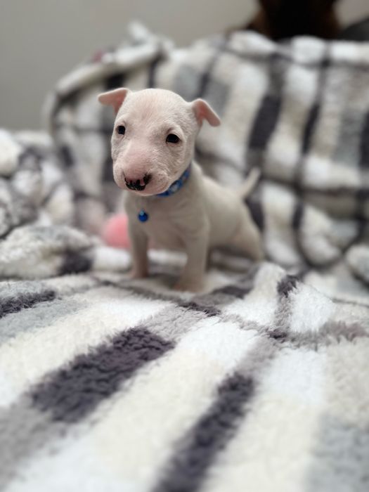 Bulterier miniaturowy chłopak