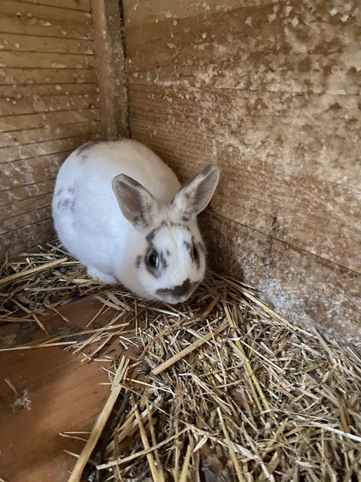 Coelhos anões  ainda não tem um ano