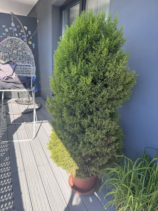 Sprzedam cyprysa 150 cm!