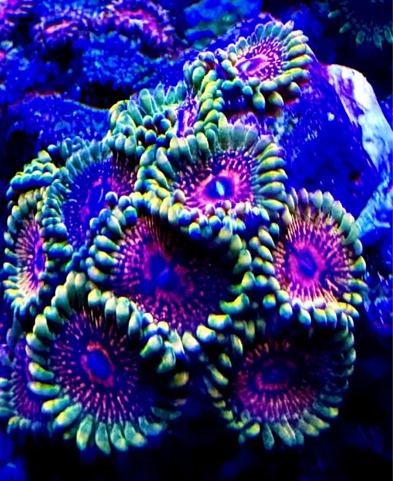 Zoanthus Grand Master Krakatoa GMK