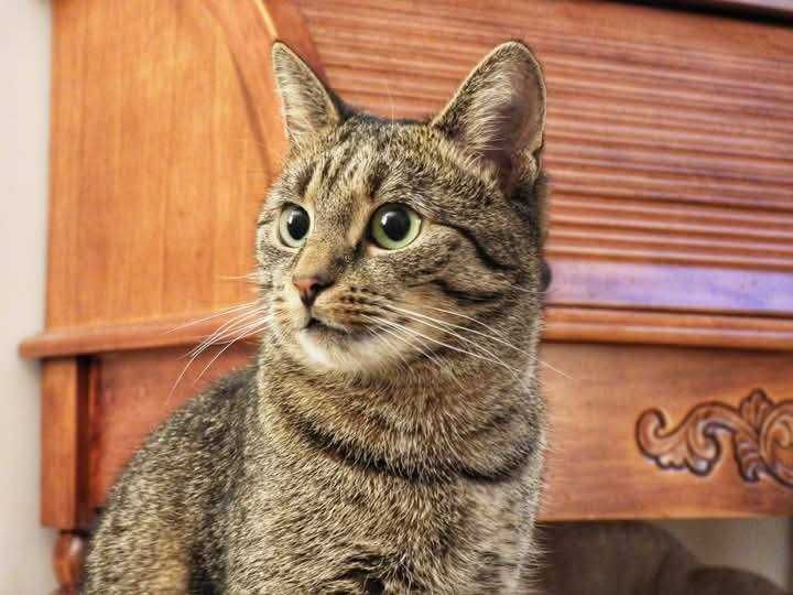 Misia - urocza koteczka do adopcji