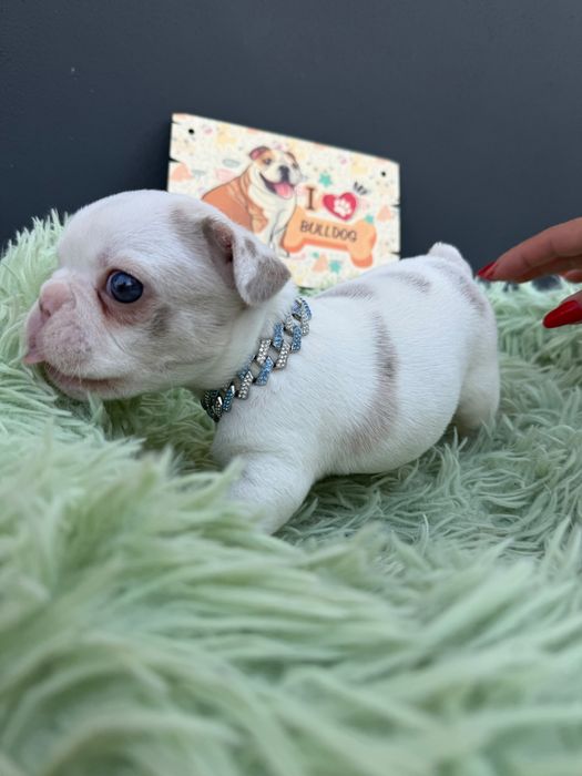 Menino buldog blue pied