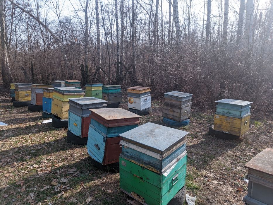 Продам бджолині відводки!