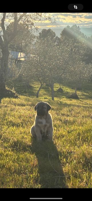 Cao raça kangal puros