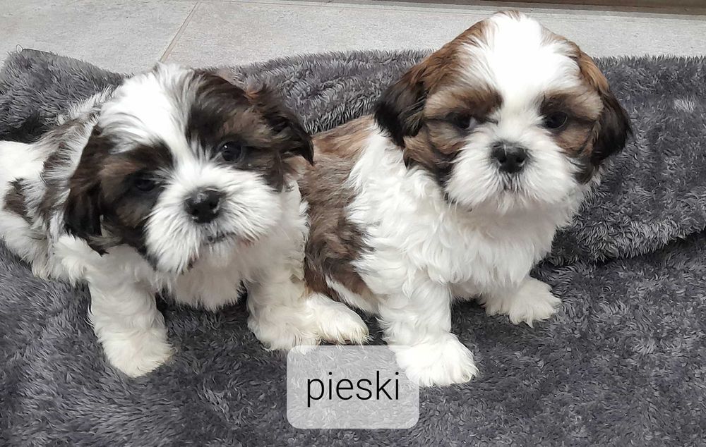Shih tzu szczeniak suczka piesek