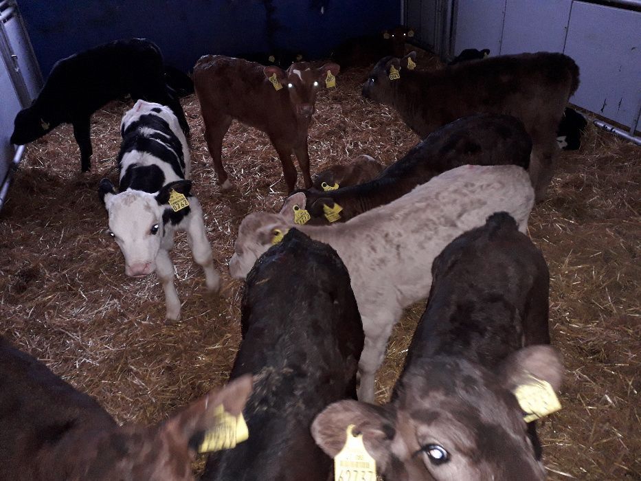 Sprzedam Cielęta mięsne, Byczki, Jałówki, MM, na krowę HF, raty