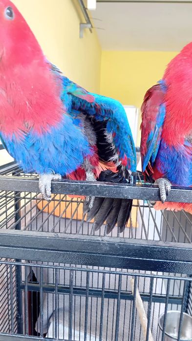 Aves criadas em cativeiro