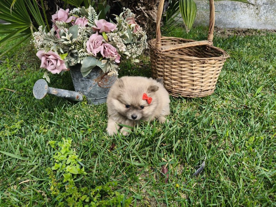 Spitz alemão anão menina